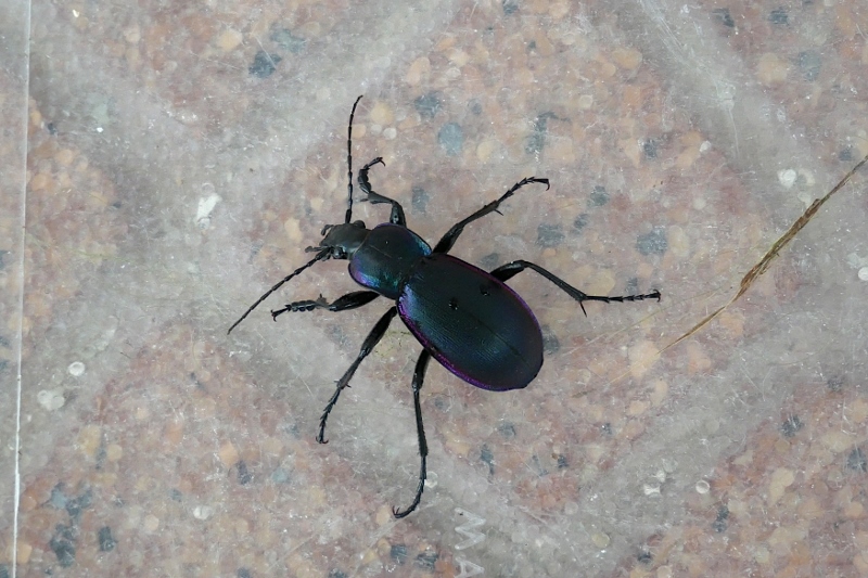 Carabidae: Carabus violaceus ?  S, Carabus (Megodontus) violaceus picenus